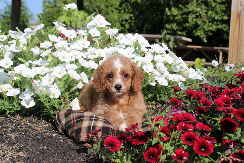 puppy, for, sale, Cavapoo, Matthew B. Stoltzfus, dog, breeder, Gap, PA, dog-breeder, puppy-for-sale, forsale, nearby, find, puppyfind, locator, puppylocator, aca